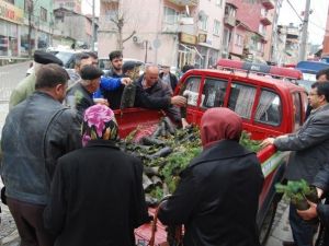 Orman İşletmesinden Bedava Fidan