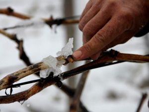 Manisa’da Üzüm Bağları Kar Altında Kaldı