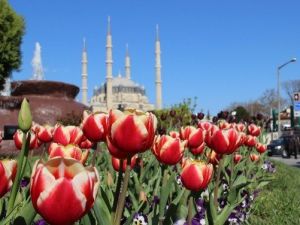 Edirne’de Lale Devri