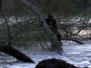 Nehre Atladı, Dallara Tutunarak Kurtarılmayı Bekledi