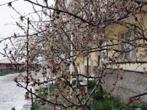 Yozgat’ta Meyve Ağaçlarını Soğuk Vurdu