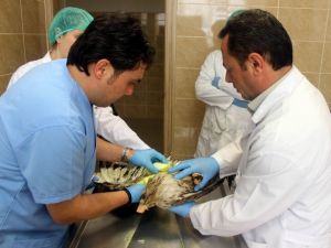 Minik Sporcunun Kurtardığı Şahin Kayseri’de Tedavi Ediliyor