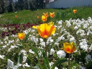 Güneş Yüzünü Gösterdi, Vatandaşlar Parklara Akın Etti