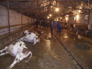 Ahlat’ta Büyükbaş 26 Hayvan Telef Oldu