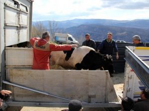 Ermenekli Madencilere Gebe Düve Yardımı