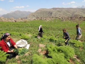 Çözüm Süreci Baharı