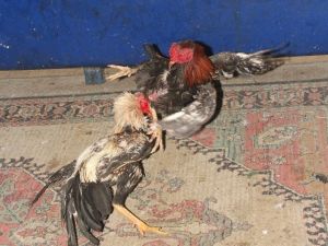 Horoz Dövüşüne Polis Baskını