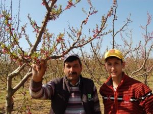 Lapseki Kirazında 6 Bin Ton Rekolte Bekleniyor