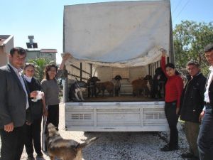 Demre’de Sokak Köpekleri Kısırlaştırıldı