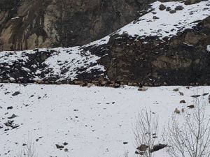 Kar Yağışı Nedeniyle Mahsur Kalan Küçükbaş Hayvanlar Kurtarıldı