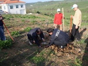 Akçakoca’da Trafik Denetleme Şube Müdürlüğü Bahçesine Fidan Dikildi