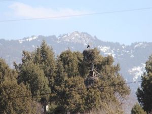 Elektrik Telleri Leylekler İçin Tehlike Oluşturuyor