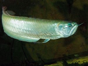 Arowana Balığı Aqua Vega’da