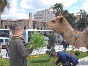 Şanlıurfa’da Develi Kermes Tanıtımı Yoğun İlgi Gördü