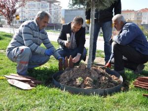 Ağaçlar Ve Refüjler Bahara Hazırlanıyor