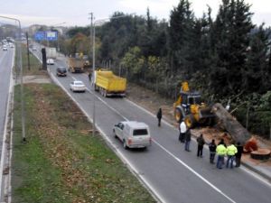 Yalova’da Yeni Ağaç Polemiği