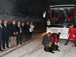 Zigana’da İlk Turist Kafilesi İçin Kurban Kesildi