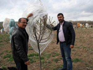 Yozgatlı Çiftçi Meyve Ağaçlarını Naylonla Sararak Soğuktan Korudu
