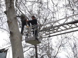 Çıktığı Ağaçtan İnemeyince Ağaçta Mahsur Kaldı