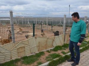 Belediye Hayvan Barınağı 250 Köpeğe Ev Sahipliği Yapıyor