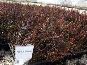 Eskişehir’de Üretilen Fidanlar Karayollarını Süslüyor