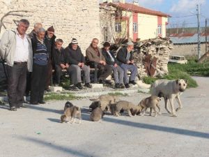 Mahalleli Yavru Köpeklere Sahip Çıkılmasını İstedi