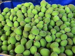 Malatya Kayısısından Önce Mut Kayısısı Tezgahlarda