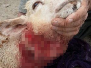 Kurtların Sürüye Saldırması Sonucu 2 Koyun Telef Oldu