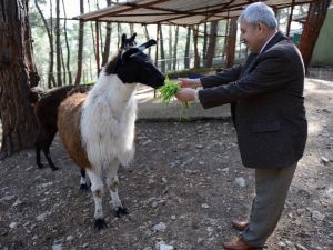Hayvanat Bahçesinin Yeni Maskotları