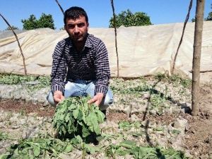 Çiftçinin Biber Ve Patlıcan Fidelerini Telef Ettiler