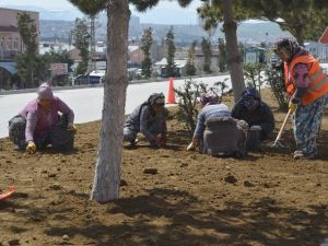 Bozüyük’te Yeşil Alanlar Bahara Hazırlanıyor