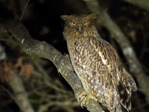 Mersin’de ’Balık Baykuşu’ Tespit Edildi