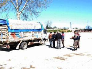 20 Kaçak Dana İle Yolda Yakalandılar