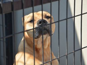 Hırsızların Gözü Bu Barınakta