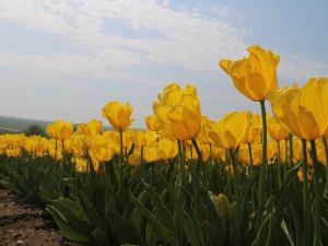 Şehrin Rengi ‘Laleler’ Seymen’de Üretiliyor