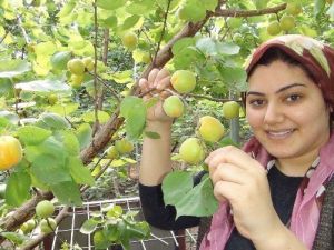 Silifke’de Yılın İlk Kayısı Hasadı Yapıldı