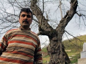 Giresun’da Asırlık Ceviz Ağacı Zamana Meydan Okuyor