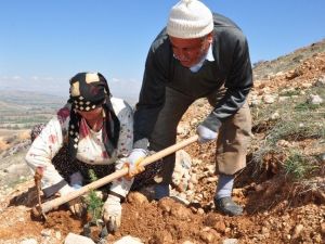 10 Günde 20 Bin Fidan Toprakla Buluştu