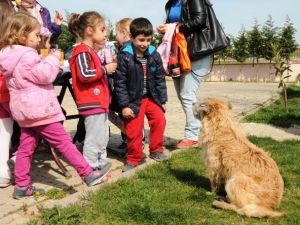 Minik Öğrenciler Geçici Bakımevindeki Hayvanlarla Dost Oldu