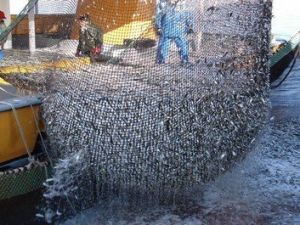 Denizlerde Av Yasağı Başladı