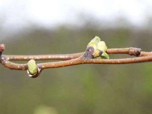 Ordu’da Korkulan Olmadı