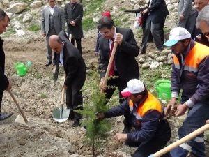 Konya’da 75 Bin Fidan Dikildi