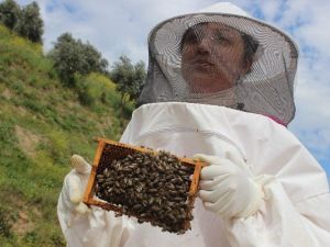 Kraliçe Arı Üretiminin Kraliçesi Oldu