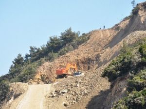 Kömür Stok Alanı İçin Ağaç Katliamı İddiası