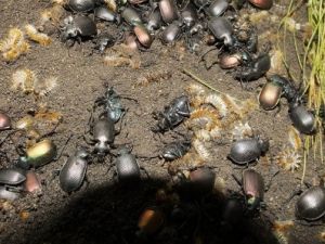 Terminatör Böcekler Ormanları Koruyacak