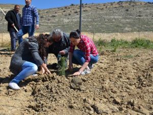 Üniversite Öğrencileri Arkalarında Birer Dikili Ağaç Bıraktılar