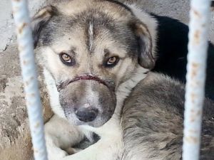 Köpeğe İpli Vahşet