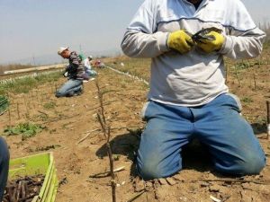 Bursa Ormanlarında Ceviz Yetiştirilecek