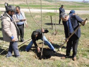 Ergani’de Bin Fidan Toprakla Buluştu