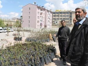 Geçimini Ağaçtan Çıkarıyor